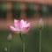 a lotus flower