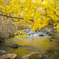 Fall color at Mcgee Creek