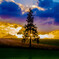 Fantastic X'mas Tree