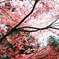 red leaf