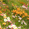 Seeing Gardens 5