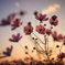夕日と秋桜