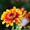 Zinnia elegans