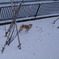 雪が降ってるよ。