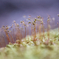 ショクブツ - 105 micro forest