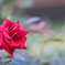 smell as sweet.