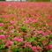 蕎麦の花