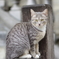 ブリュッセルの猫