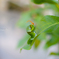 The Very Angry Caterpillar