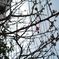 SDIM1553~~
