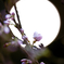 夜桜