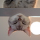 見下ろし猫