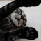 猫の手を借りる