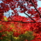 中野もみじ山の紅葉