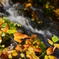 奥入瀬渓流の紅葉