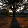 公園の夕暮れ