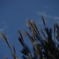 秋空