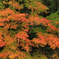 紅緑模様