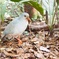 カグー ニューカレドニアの幻の鳥 