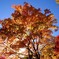 紅葉２