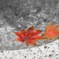 水に浮かぶ紅葉
