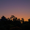 松江城と松の夕景