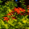 一足早い紅葉