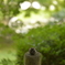 ちょこん