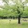 大きな木の下