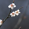 早咲きの桜