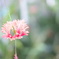 植物園にて…