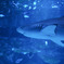 Blacktip reef shark