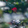秋の薔薇