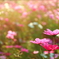 煌めく秋桜 II