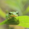 葉っぱの上でこんにちは！