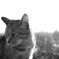 monochrome　cat