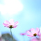 秋桜
