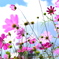 秋桜