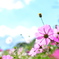 秋桜