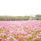 Full bloom of cosmos!