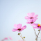 Full bloom of cosmos!