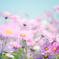 Full bloom of cosmos!