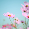 Full bloom of cosmos!