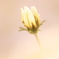New born flower 6
