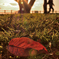 fallen leaves