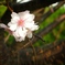 秋に咲く桜