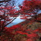 まさに紅葉