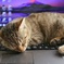 ⊂⌒っ*-ω-)っＺｚｚ…