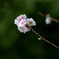十月桜