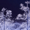 Frost Forest
